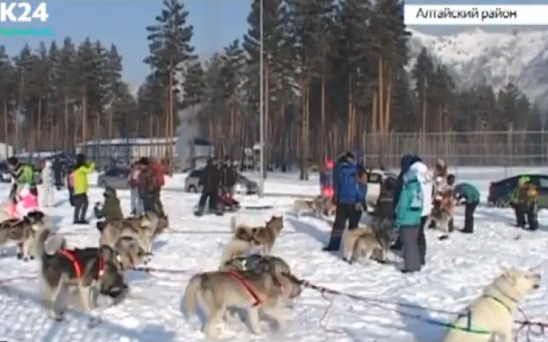 Гонки на собачьих упряжках прошли в Алтайском крае 