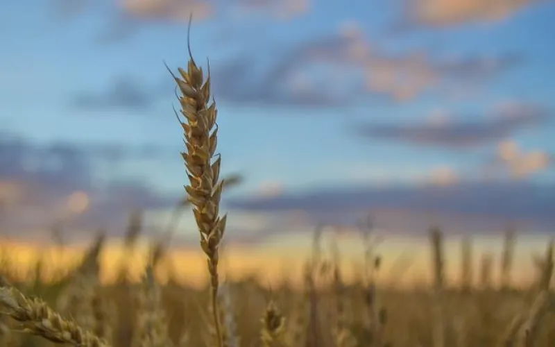 Исторический максимум: в Алтайском крае за 2017 год произвели рекордное количество круп и масел