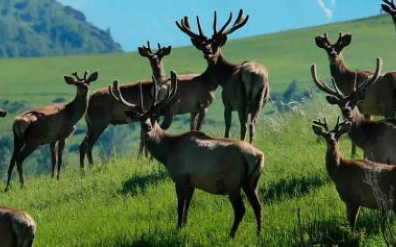 Всемирный конгресс оленеводов пройдет в Алтайском крае