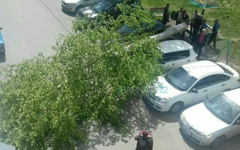 Дерево упало на припаркованные автомобили в Барнауле