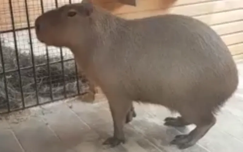 Капибара появилась в барнаульском зоопарке 