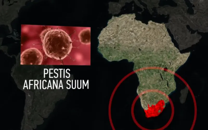 Борьбу с вирусом африканской чумы рассмотрели на заседании правительства Алтайского края