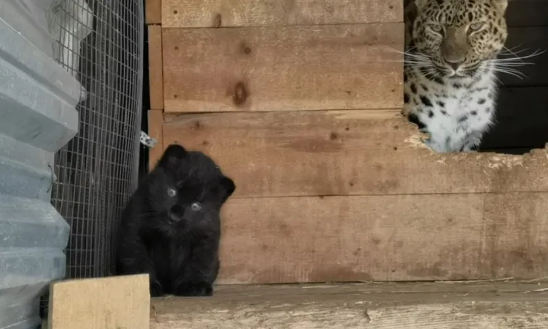 Маленький котёнок леопарда вышел на прогулку в барнаульском зоопарке