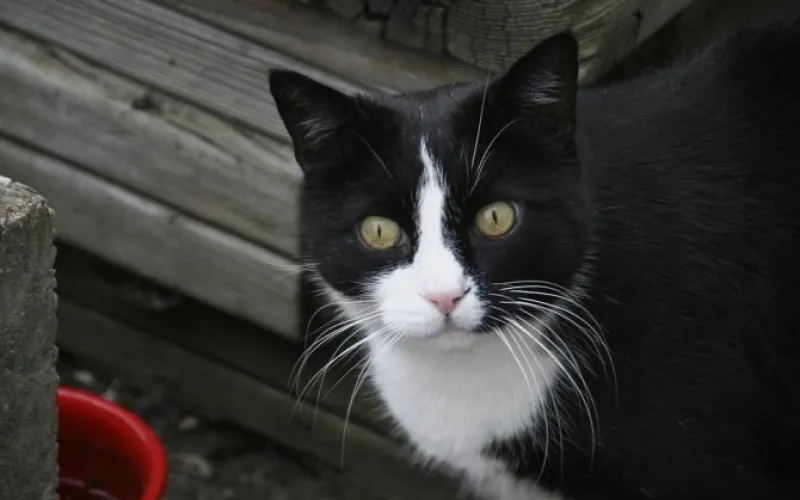 Алтайские ученые научились определять темперамент кошек