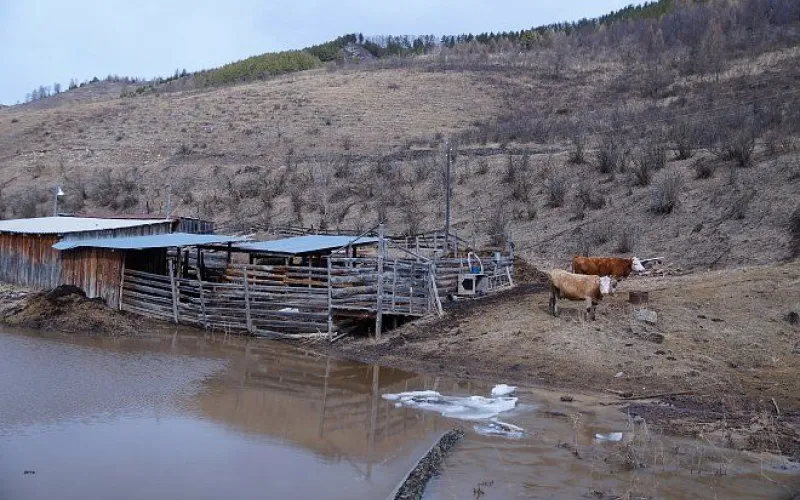 Стало известно, сколько животных погибло в Алтайском крае из-за паводка