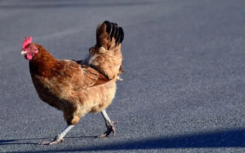 Самые низкие цены на мясо птицы зафиксированы в Алтайском крае