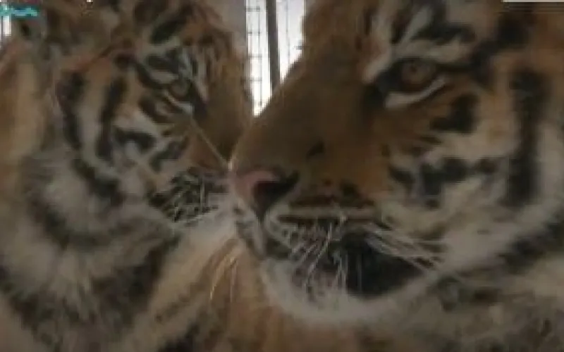 Рассказываем, как сотрудники «Лесной сказки» помогают питомцам пережить сибирские холода