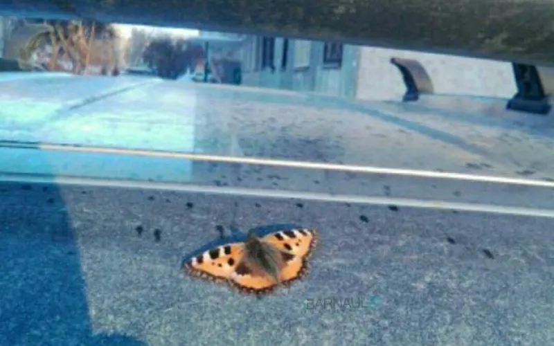 Бабочку заметили в Барнауле 