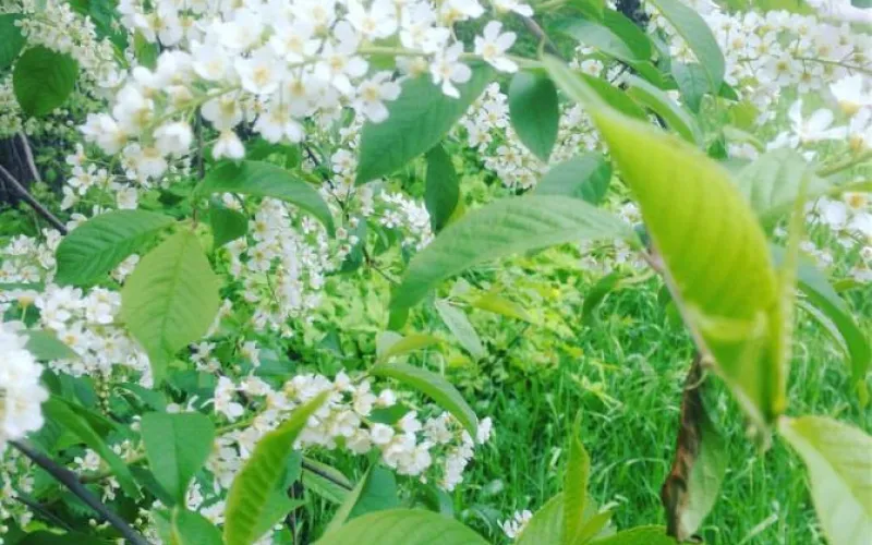 Черёмуха зацвела на Алтае 