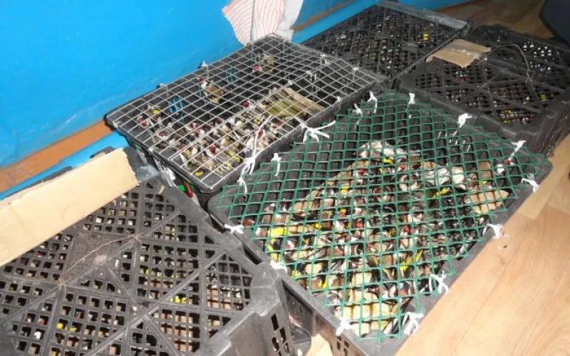 Контрабандисты пытались вывезти из Алтайского края крупную партию щеглов