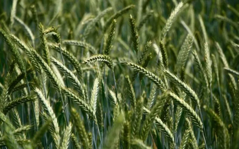 Предпосевная демонстрация сельхозтехники и оборудования прошла в Поспелихинском районе