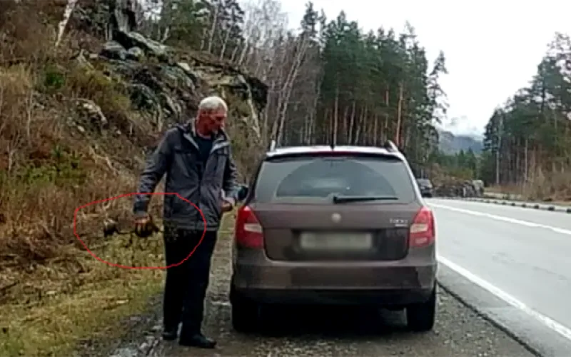 Пару веточек домой: как не навредить алтайскому маральнику