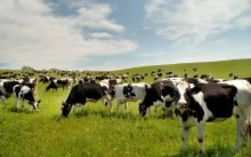 Объемы производства молока в Алтайском крае выросли на четверть