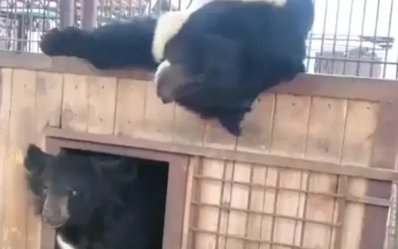 Медвежий поцелуй сняли сотрудники барнаульского зоопарка 