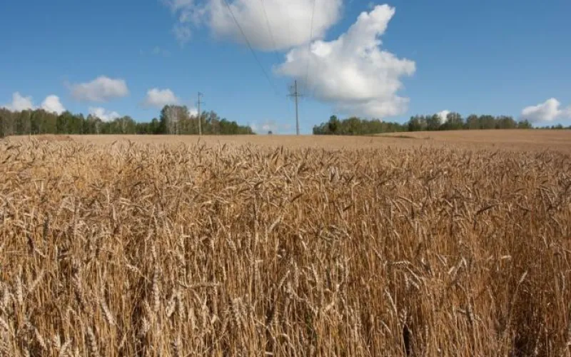 Алтайский край стал одним из лидеров в России по финансированию погектарных субсидий
