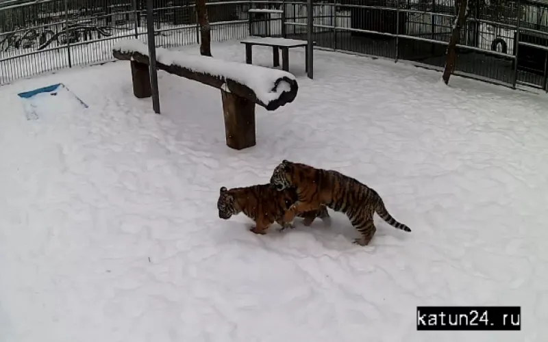 Веб-камеры К24: тигрята в барнаульском зоопарке борются за лидерство 