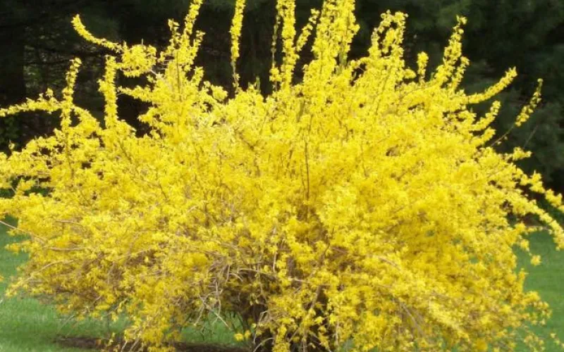 Кусты форзиции посадили в Барнауле 