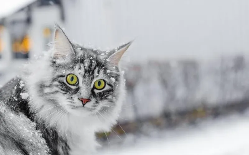 Синоптики рассказали о погоде в Алтайском крае в октябре и ноябре