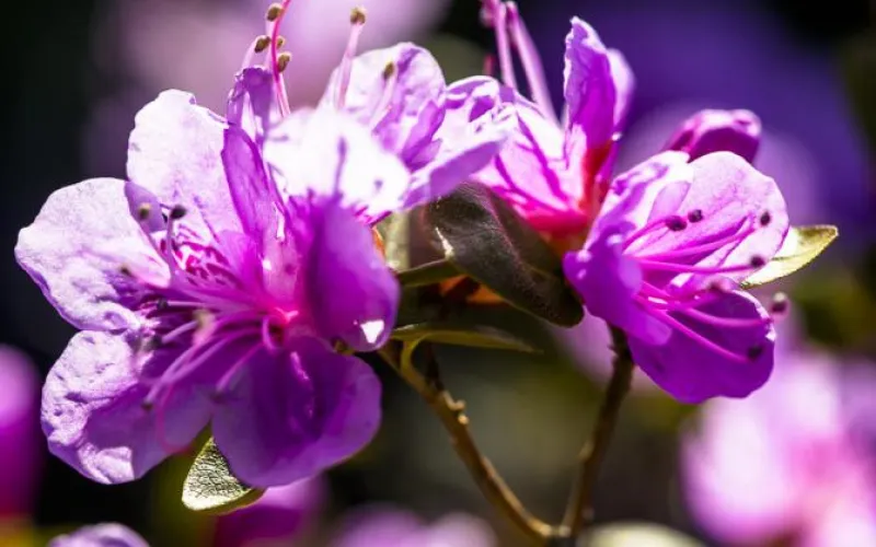 Актуально: праздник «Цветение маральника» в Алтайском крае