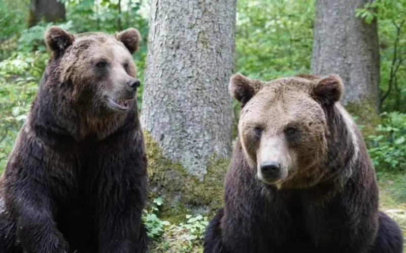 Бурых медведей незаконно держали на турбазе в Алтайском крае