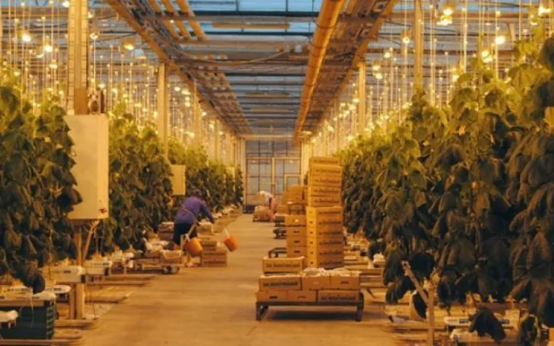 Чтобы спасти: комментарий о продаже тепличного комплекса «Индустриальный» 