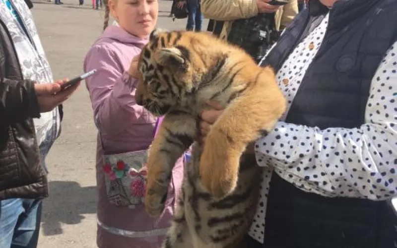 Сергей Писарев пришёл на избирательный участок с тигрятами