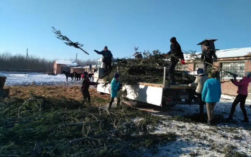 Акция по сбору елок завершилась  в Барнауле 