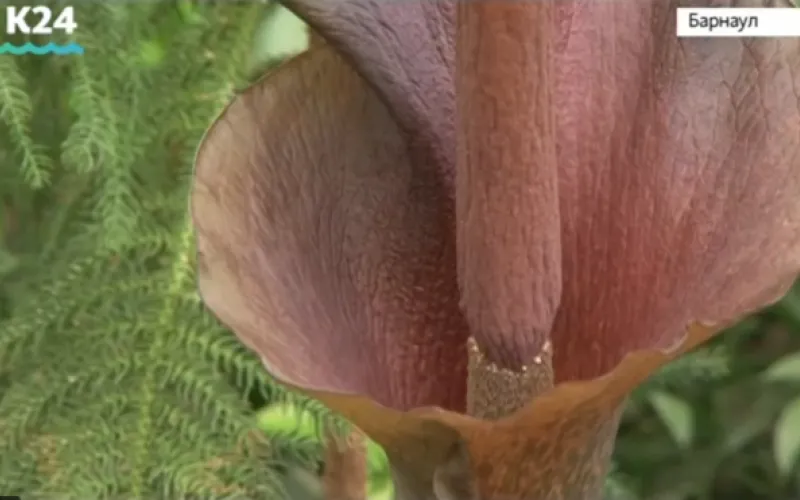 Экзотические цветы начали распускаться в краевом детском экологическом центре