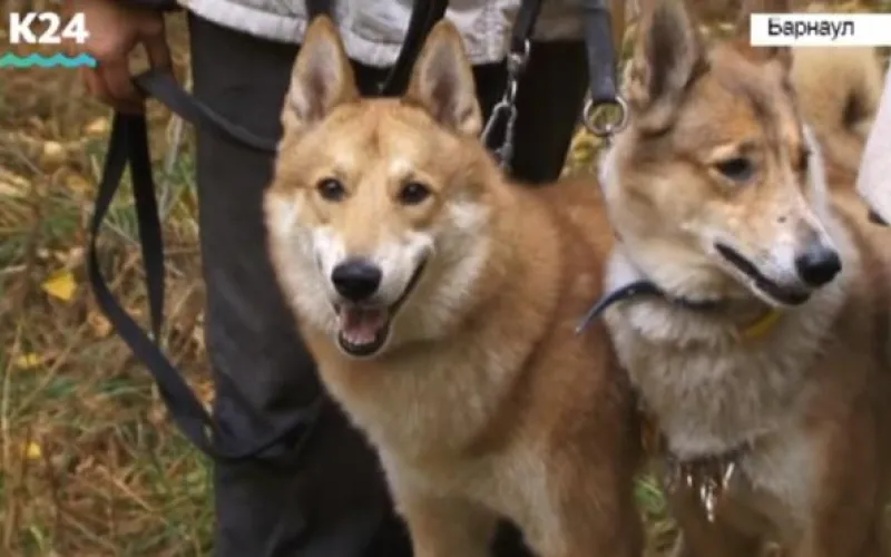 Контактную притравку на диких животных запретили в России