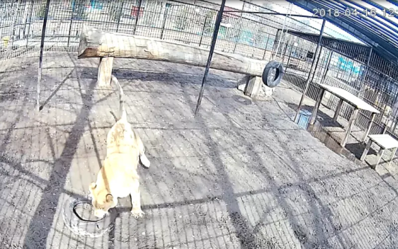 Веб-камеры К24: львица радуется весне в барнаульском зоопарке 