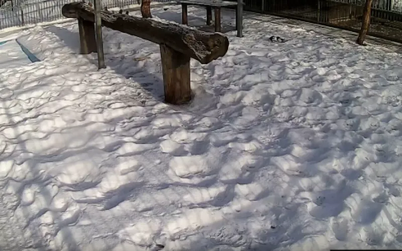 Веб-камеры К24: встречаем утро с тигром в барнаульском зоопарке 