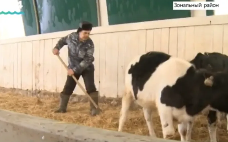 Лауреатов ежегодной губернаторской премии среди работников молочной отрасли назовут в Алтайском крае