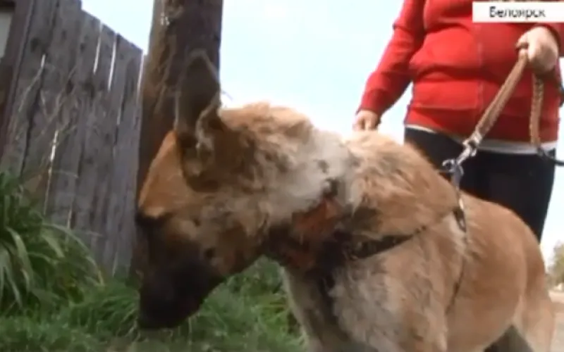 Жительница Белоярска спасла собаку, которую изрезали живодеры в Новоалтайске