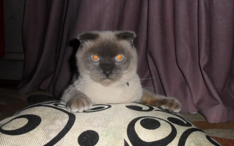 Барнаульский кот Барсик попал в ТОП самых популярных в России