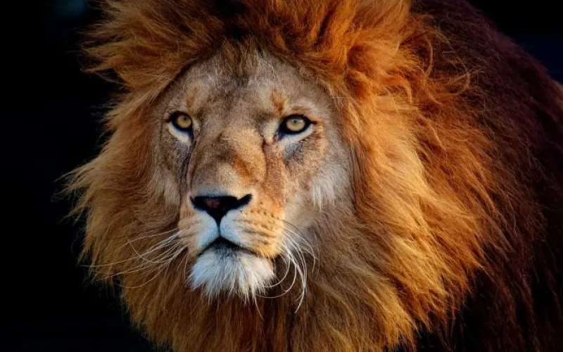 Браконьеров в России будут лишать свободы 