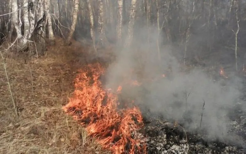 Три лесных пожара произошло в Алтайском крае в выходные