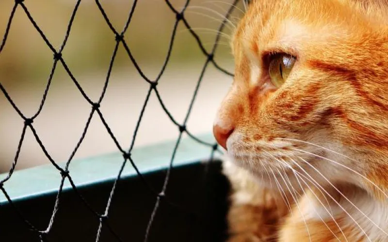 Волонтеры в Бийске устроят ярмарку-раздачу животных из приюта