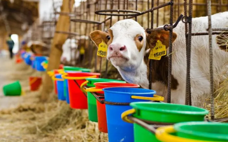 Фото: алтайских буренок, покоривших сердца пользователей интернета, доят под хиты группы Scorpions