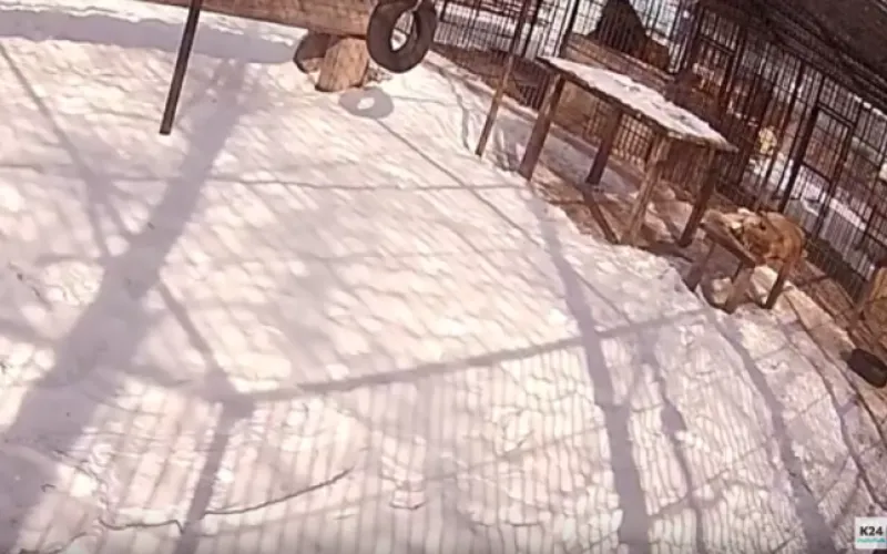 Веб-камеры К24: лев греется на солнце 