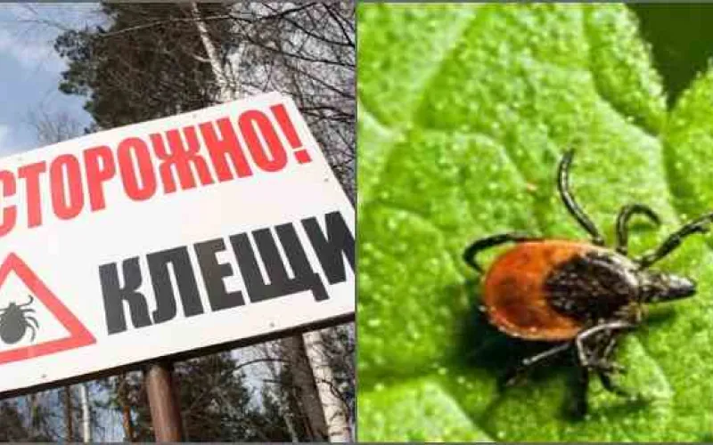 Более 1 000 человек пострадали от клещей в Алтайском крае