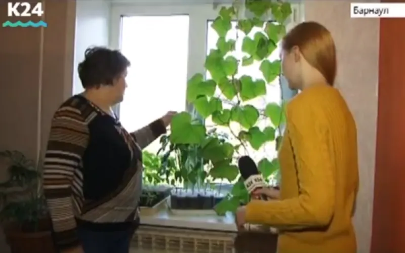 Рассказываем, как вырастить огород на подоконнике