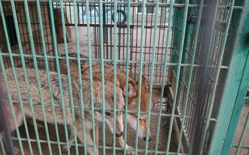 Волчья любовь: барнаульский зоопарк поделился новым видео