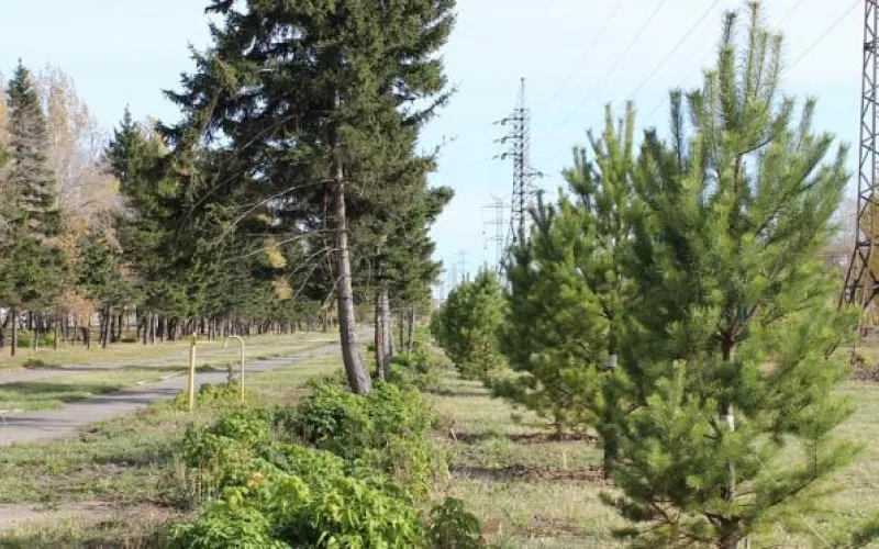 Новые деревья высаживают в Барнауле