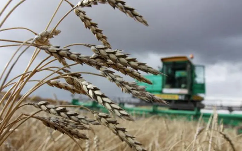 Китай снял запрет на ввоз пшеницы из Алтайского края