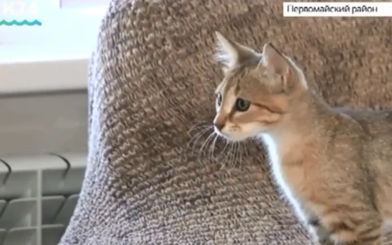 Жительница Барнаула продала машину и купила редкую кошку – каракета