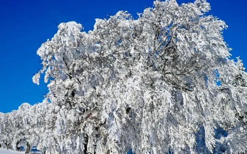 Мороз не отпустит: температура в Алтайском крае по-прежнему ниже минус тридцати