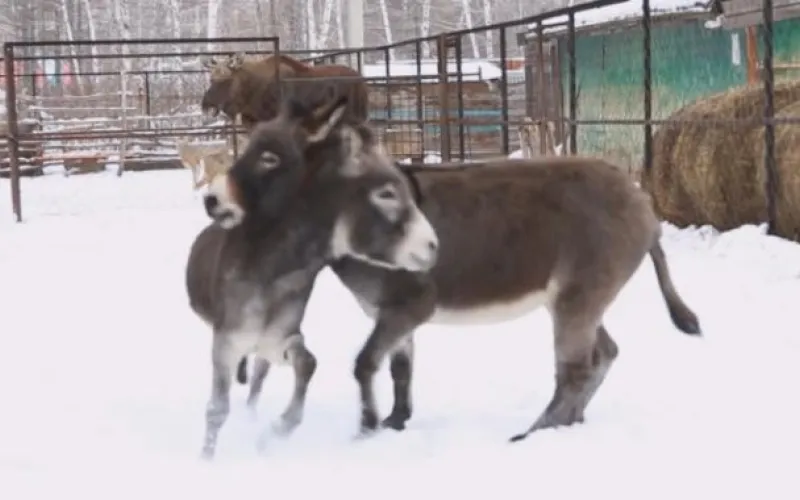 Танцоры года: барнаульский зоопарк опубликовал видео с танцующими осликами