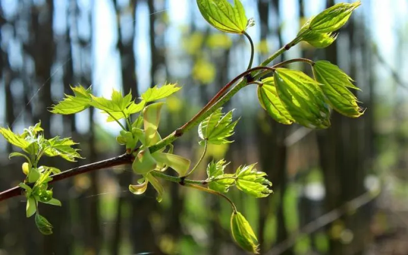 В теплом секторе: о погоде в Алтайском крае 22 апреля