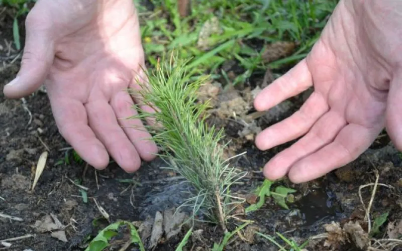 Барнаульцев приглашают на посадку леса 