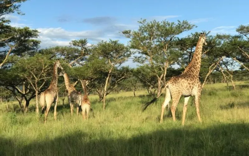 Алтайский учёный вошел в состав международной научной экспедиции, изучающей природу ЮАР